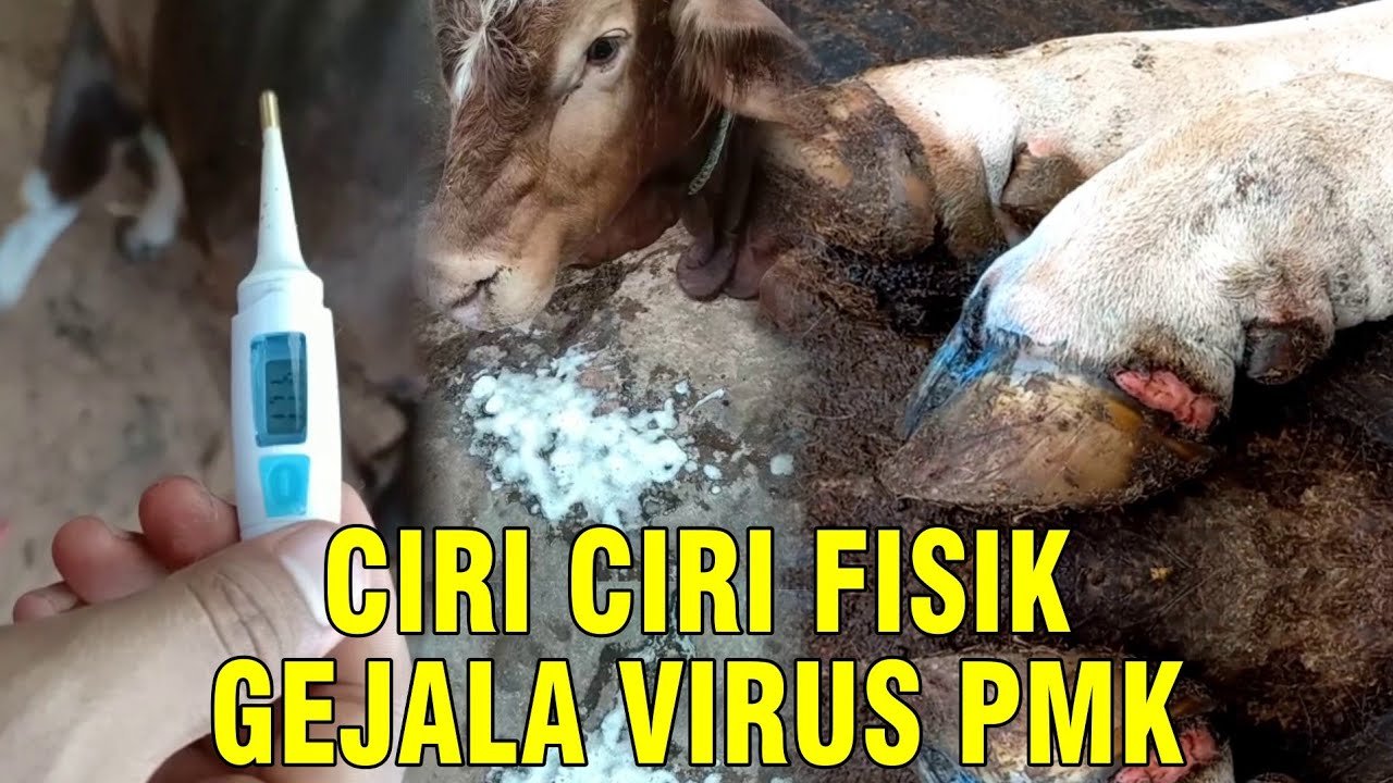 
                                 Ciri-Fisik-Sapi-PMK